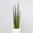 Load image into Gallery viewer, Sansevieria Cylindrica