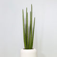 Load image into Gallery viewer, Sansevieria Cylindrica