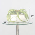 Load image into Gallery viewer, Green Tillandsia Air Grass Plant