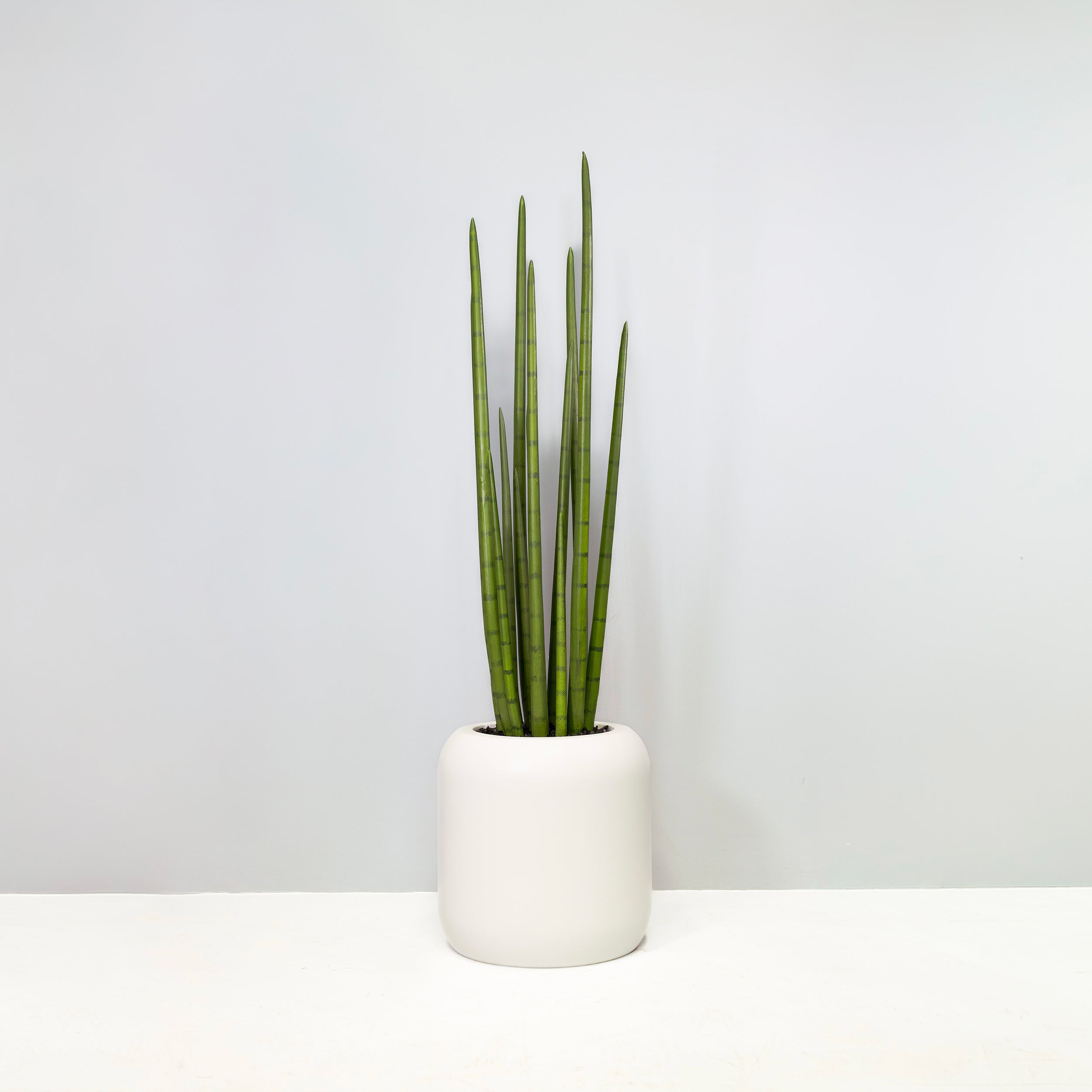 artificial snake grass plant Sansevieria Cylindrica TPG Exclusive Planter with Mulch / Gun Metal Gray
