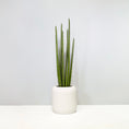 Load image into Gallery viewer, Sansevieria Cylindrica