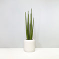 Load image into Gallery viewer, Sansevieria Cylindrica