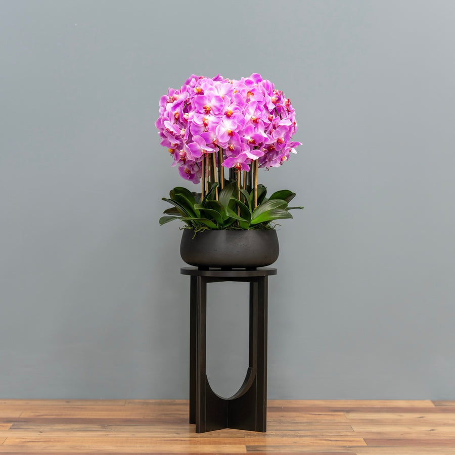 Lush Pink Orchid Arrangement