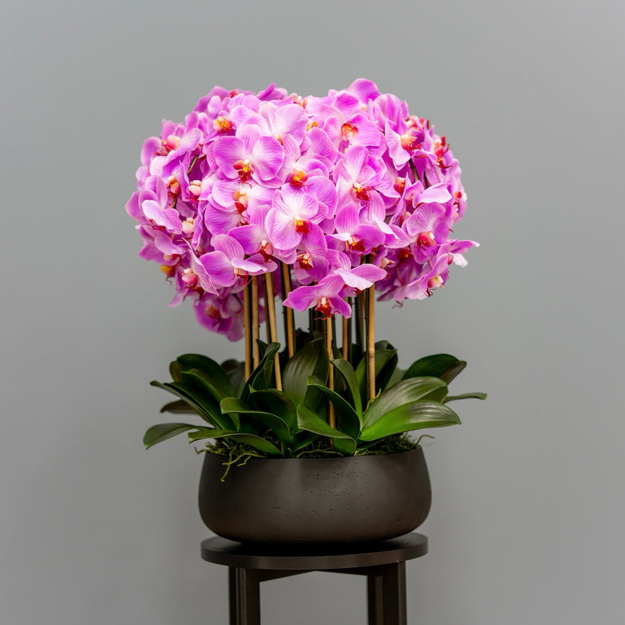 Lush Pink Orchid Arrangement