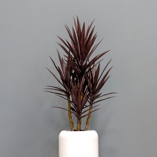 Yucca Tree