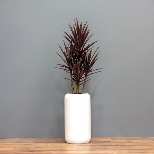 Yucca Tree