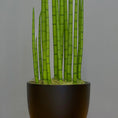 Load image into Gallery viewer, Sansevieria Cylindrica