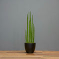 Load image into Gallery viewer, Sansevieria Cylindrica