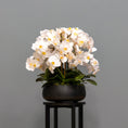 Load image into Gallery viewer, Airy White Orchid Arrangement
