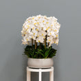 Load image into Gallery viewer, White Orchid Arrangement