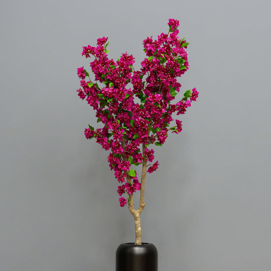 Fuchsia Bougainvillea Tree