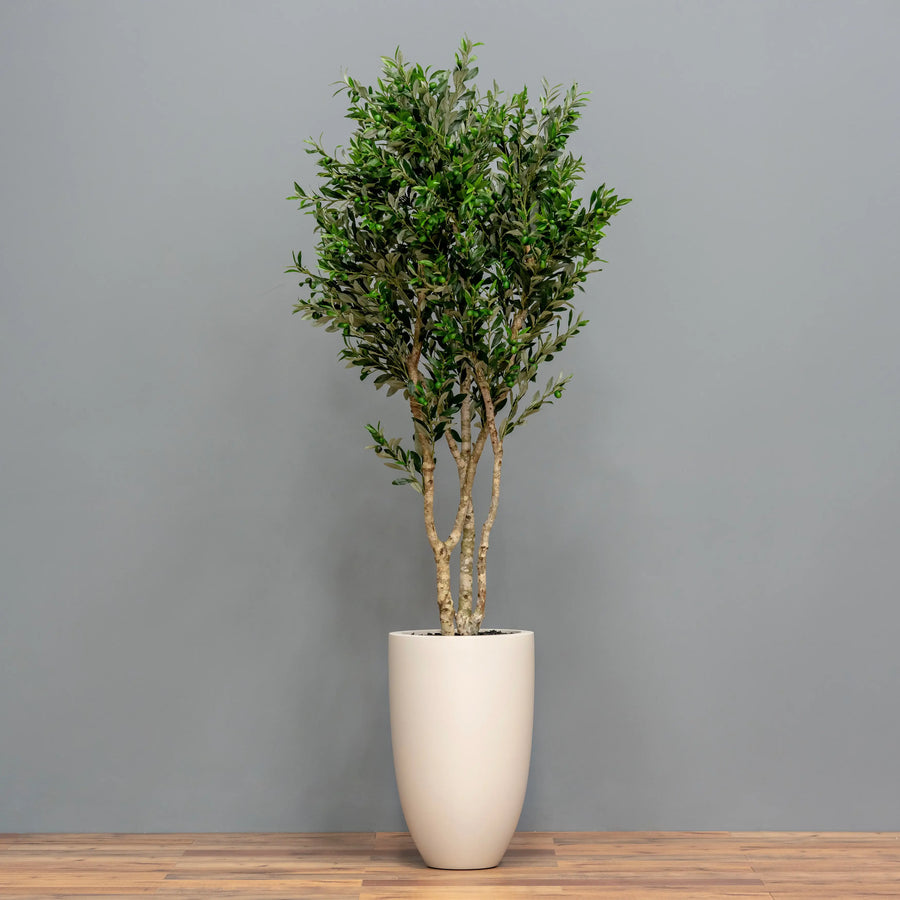 Olive Tree