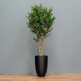Load image into Gallery viewer, Olive Tree