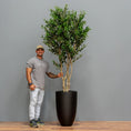 Load image into Gallery viewer, Olive Tree