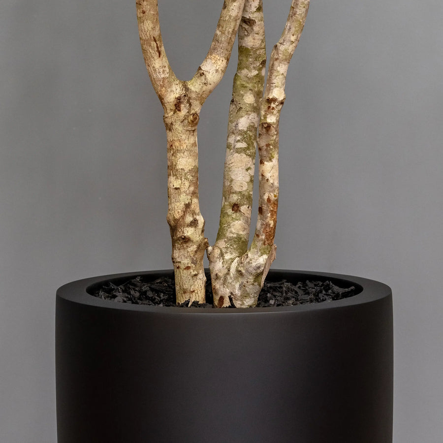 Olive Tree