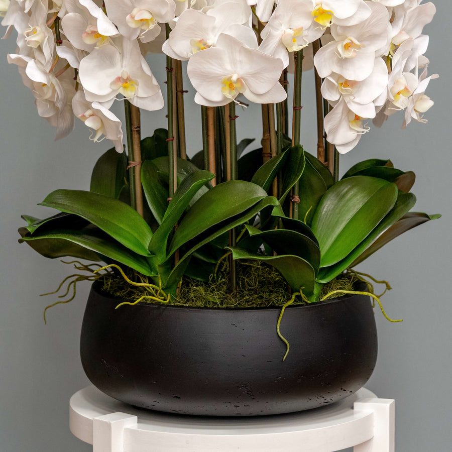 White Orchid Arrangement
