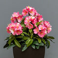 Load image into Gallery viewer, Premium Outdoor Rhododendron Florals