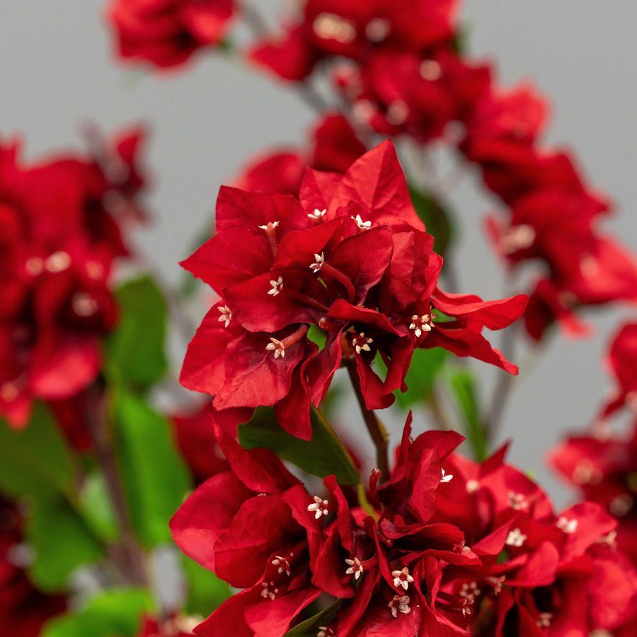 Red Bougainvillea Tree