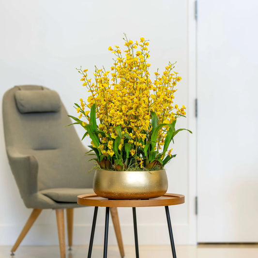 Dancing Lady Orchid Arrangement