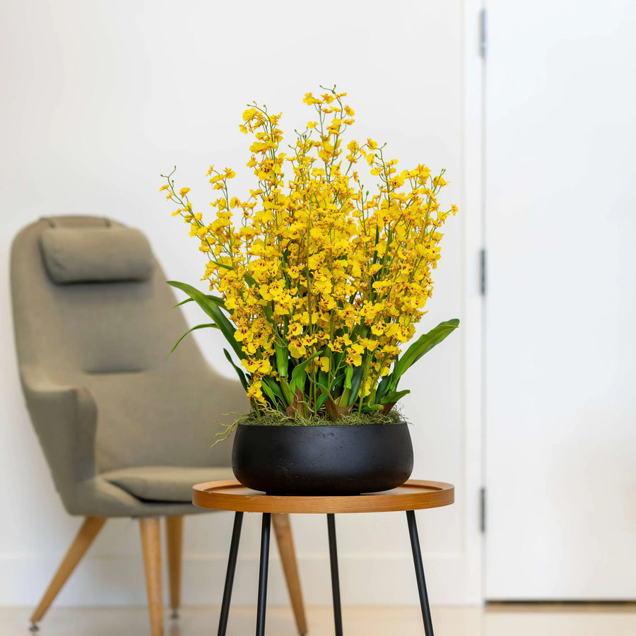 Dancing Lady Orchid Arrangement
