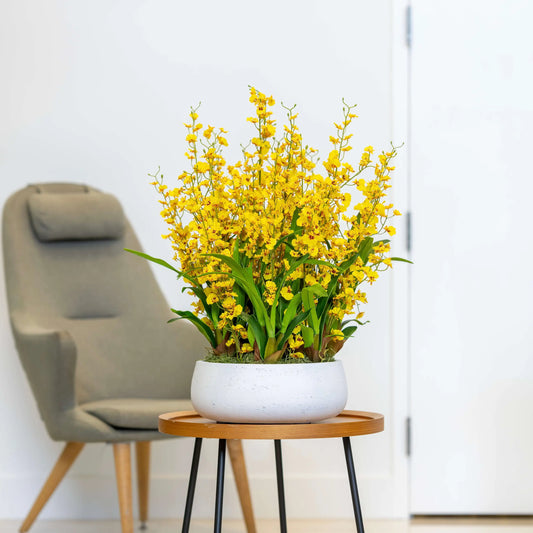 Dancing Lady Orchid Arrangement