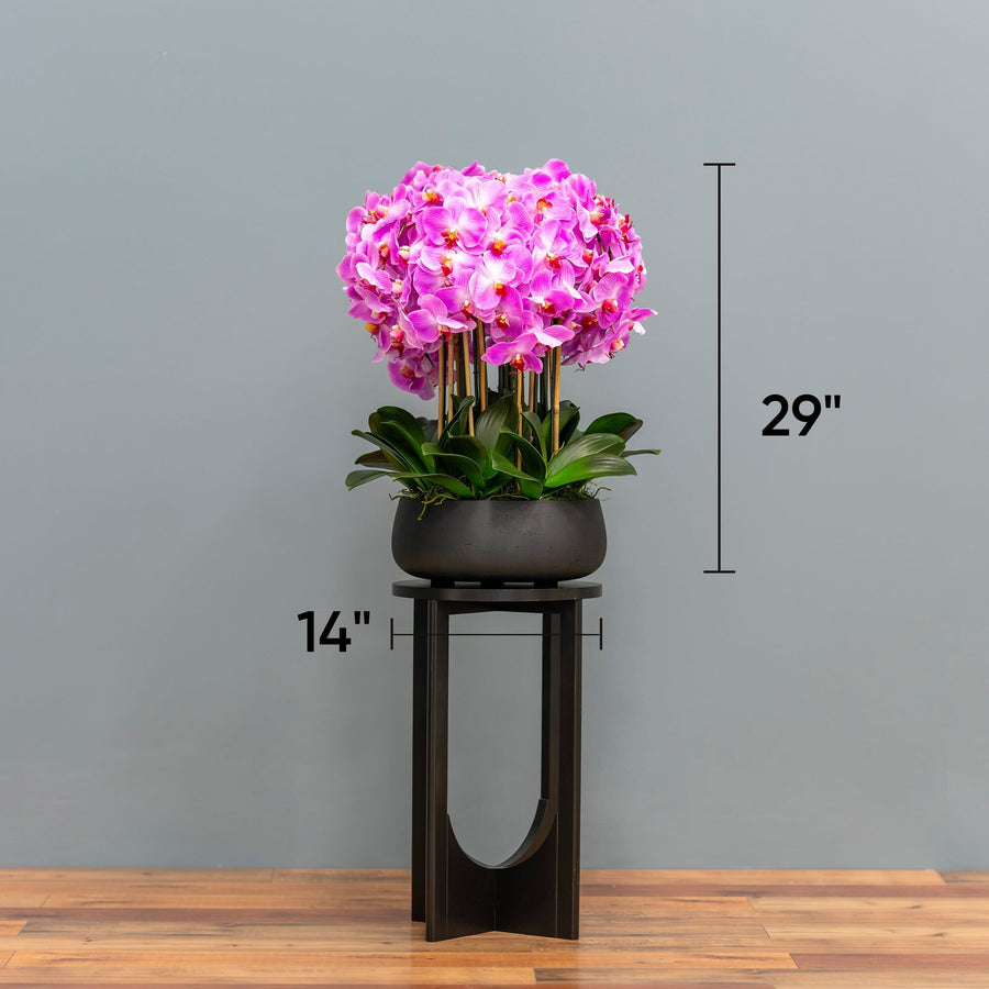 Lush Pink Orchid Arrangement