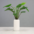 Load image into Gallery viewer, Green Congo