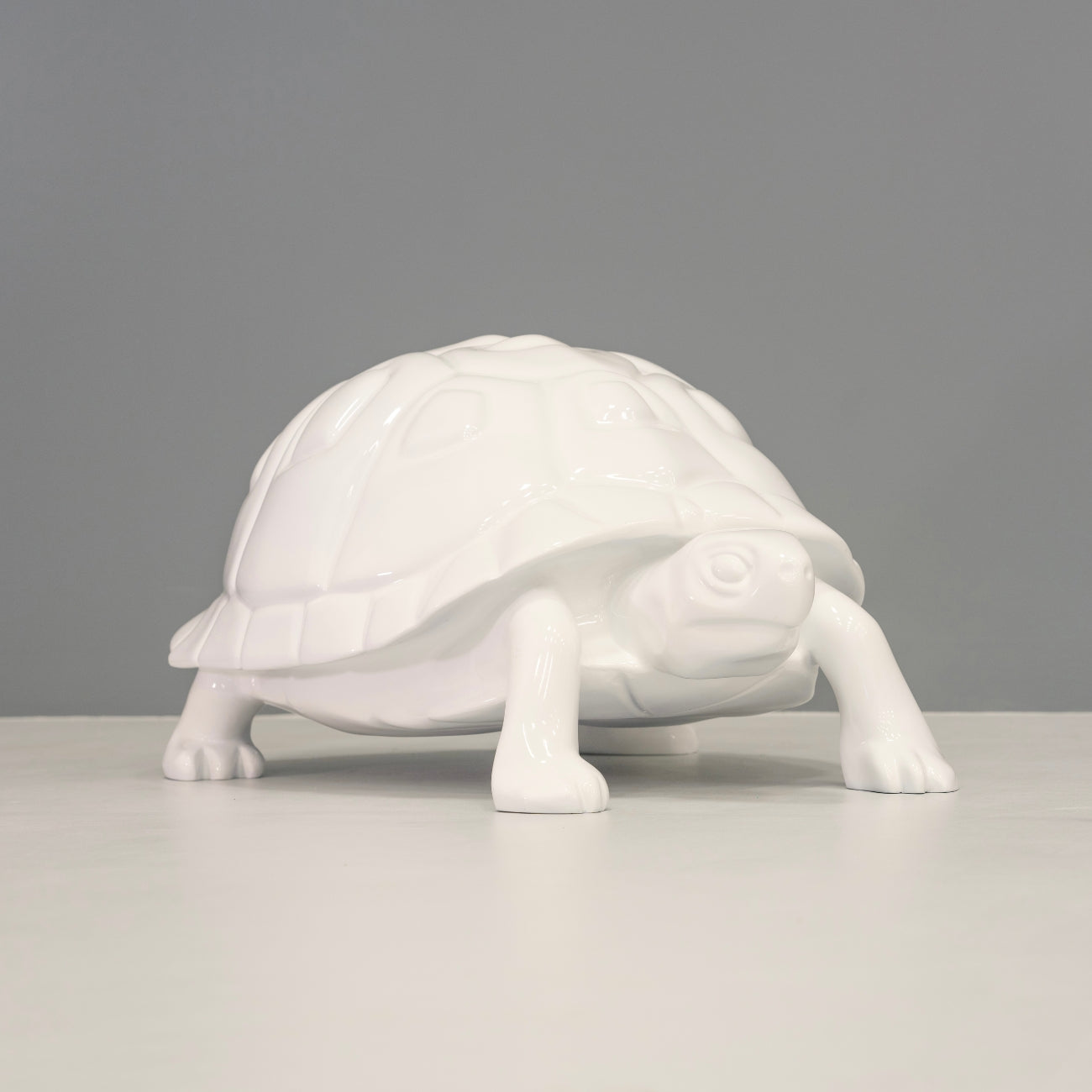 White Tortoise