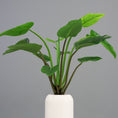 Load image into Gallery viewer, Green Congo