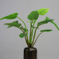 Load image into Gallery viewer, Green Congo