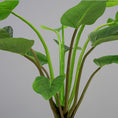 Load image into Gallery viewer, Green Congo