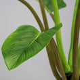 Load image into Gallery viewer, Green Congo