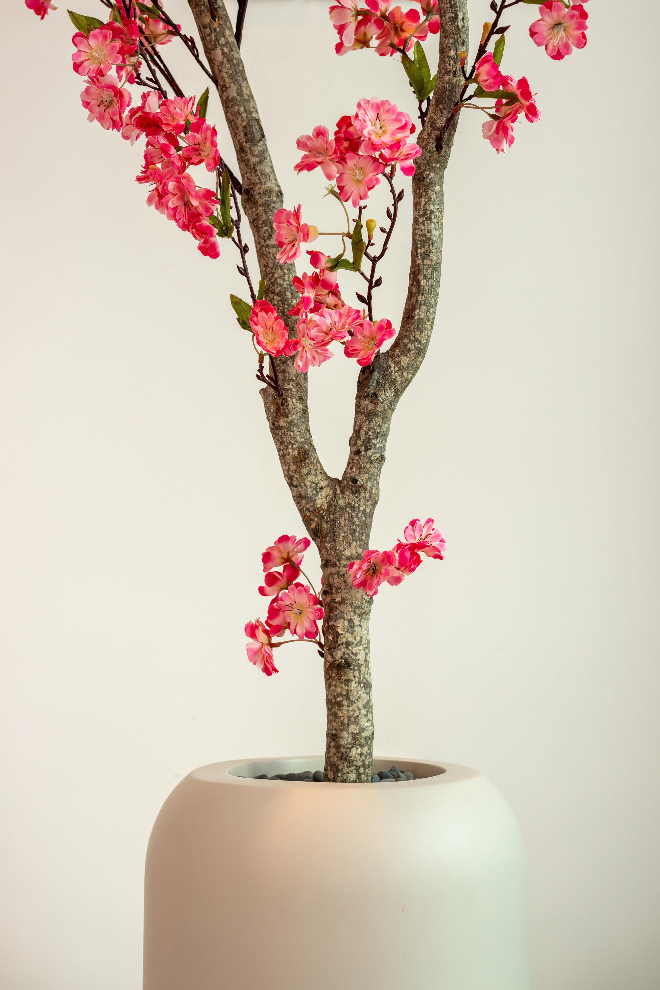 Cherry Blossom Tree + Planter