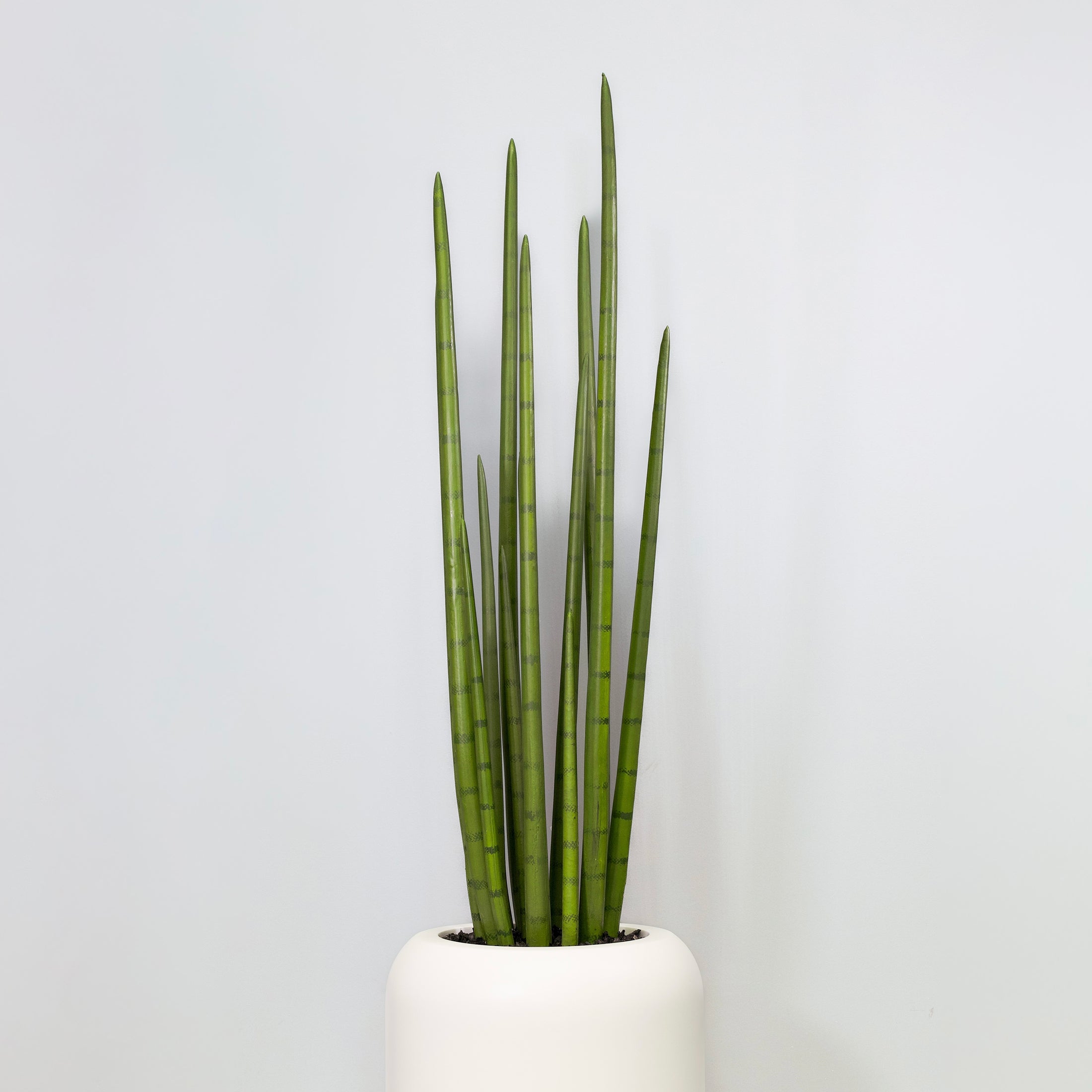 sansevieria cilindro Sansevieria Cylindrica Tapered Planter with Spanish Moss / Matte White