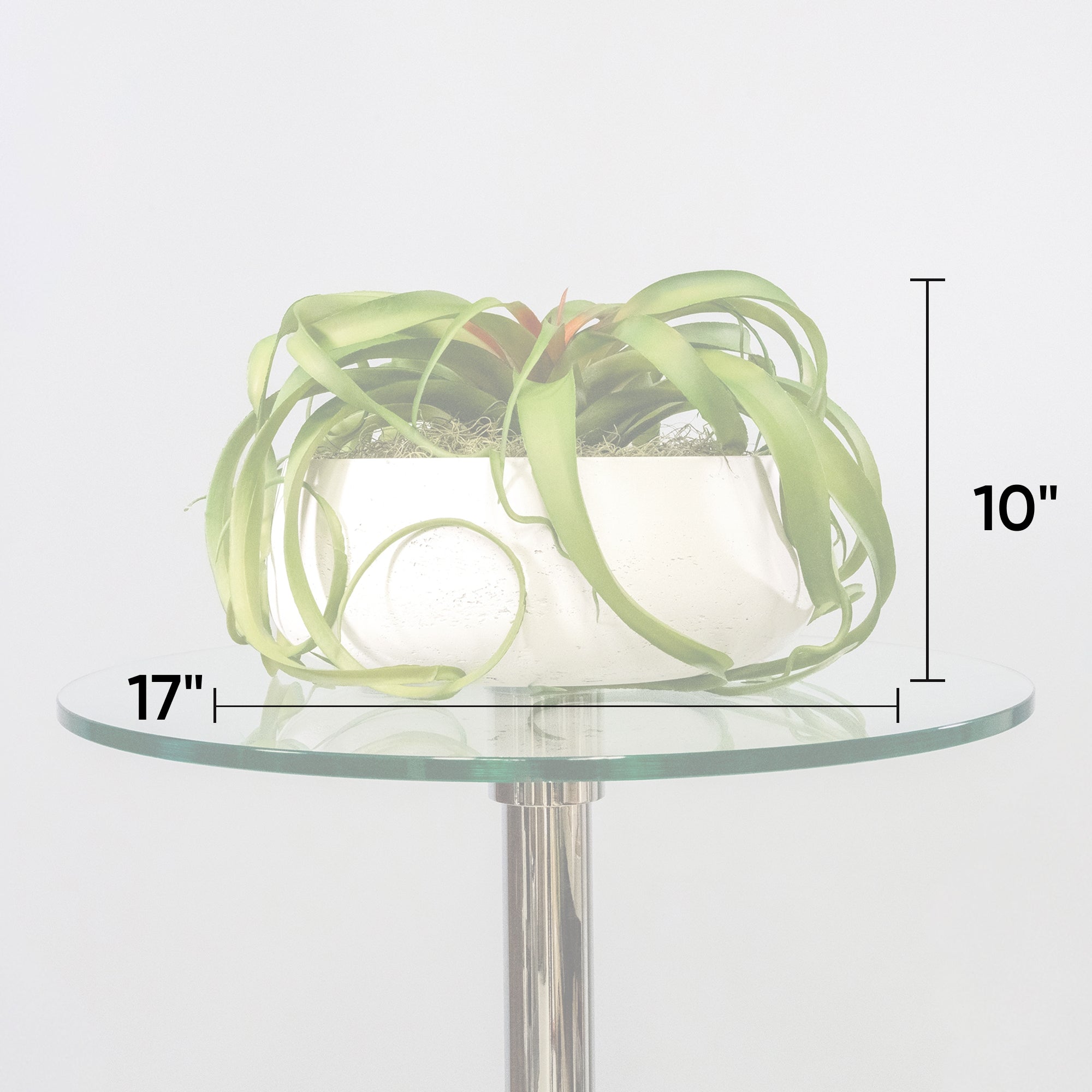 Green Tillandsia Air Grass Plant