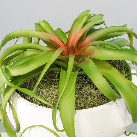 Green Tillandsia Air Grass Plant
