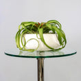 Load image into Gallery viewer, Green Tillandsia Air Grass Plant

