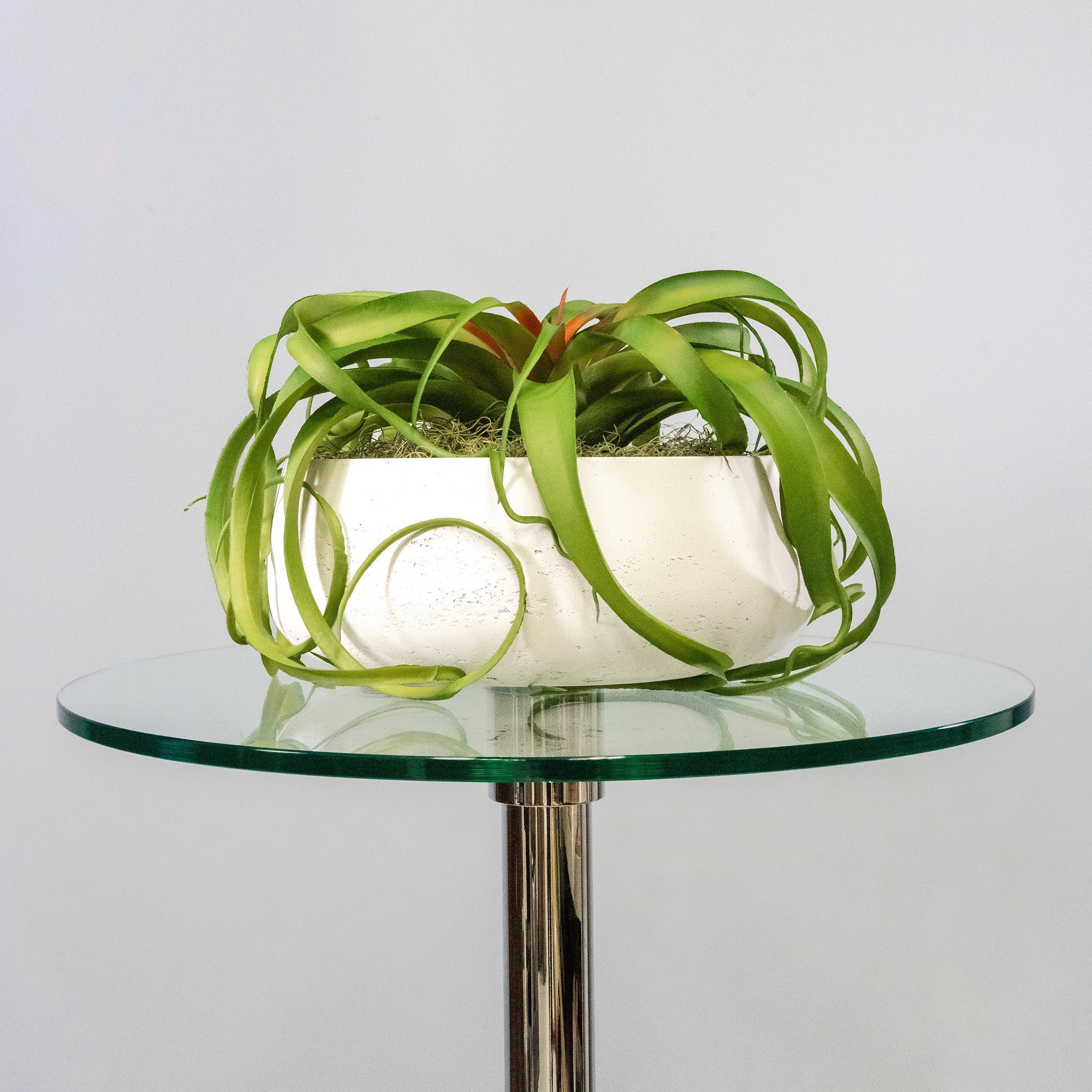 Green Tillandsia Air Grass Plant