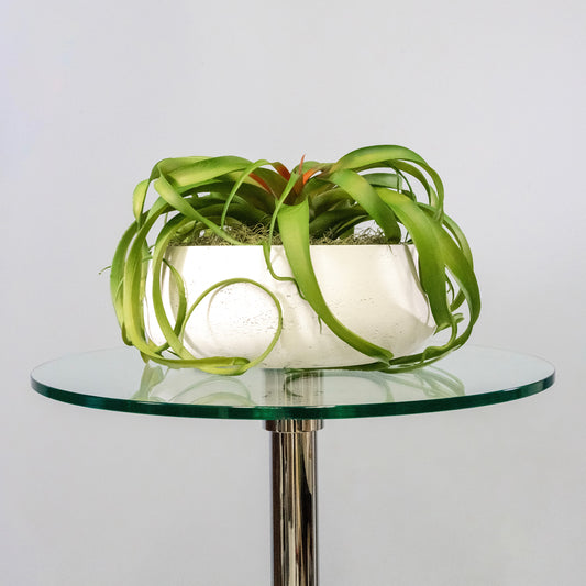 Green Tillandsia Air Grass Plant