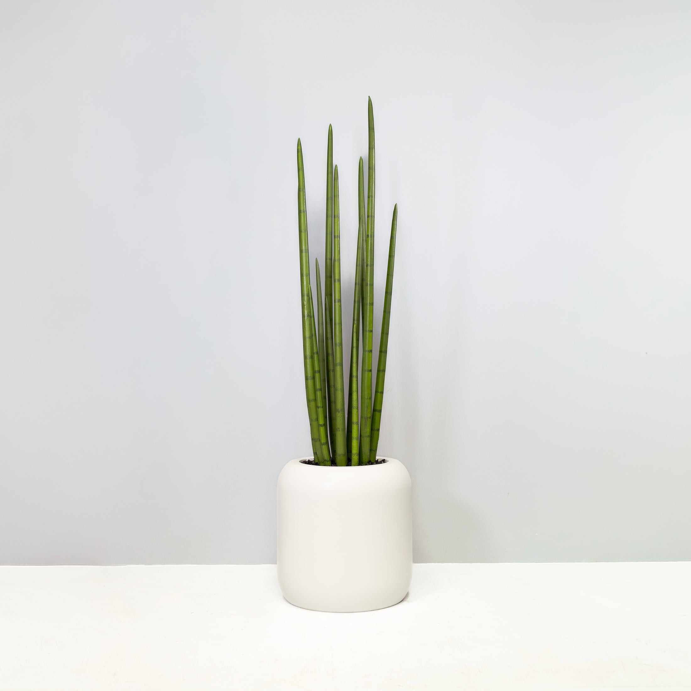 sansevieria cylindrica white tips Sansevieria Cylindrica TPG Exclusive Planter with Mulch / Satin Beige