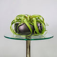 Load image into Gallery viewer, Green Tillandsia Air Grass Plant
