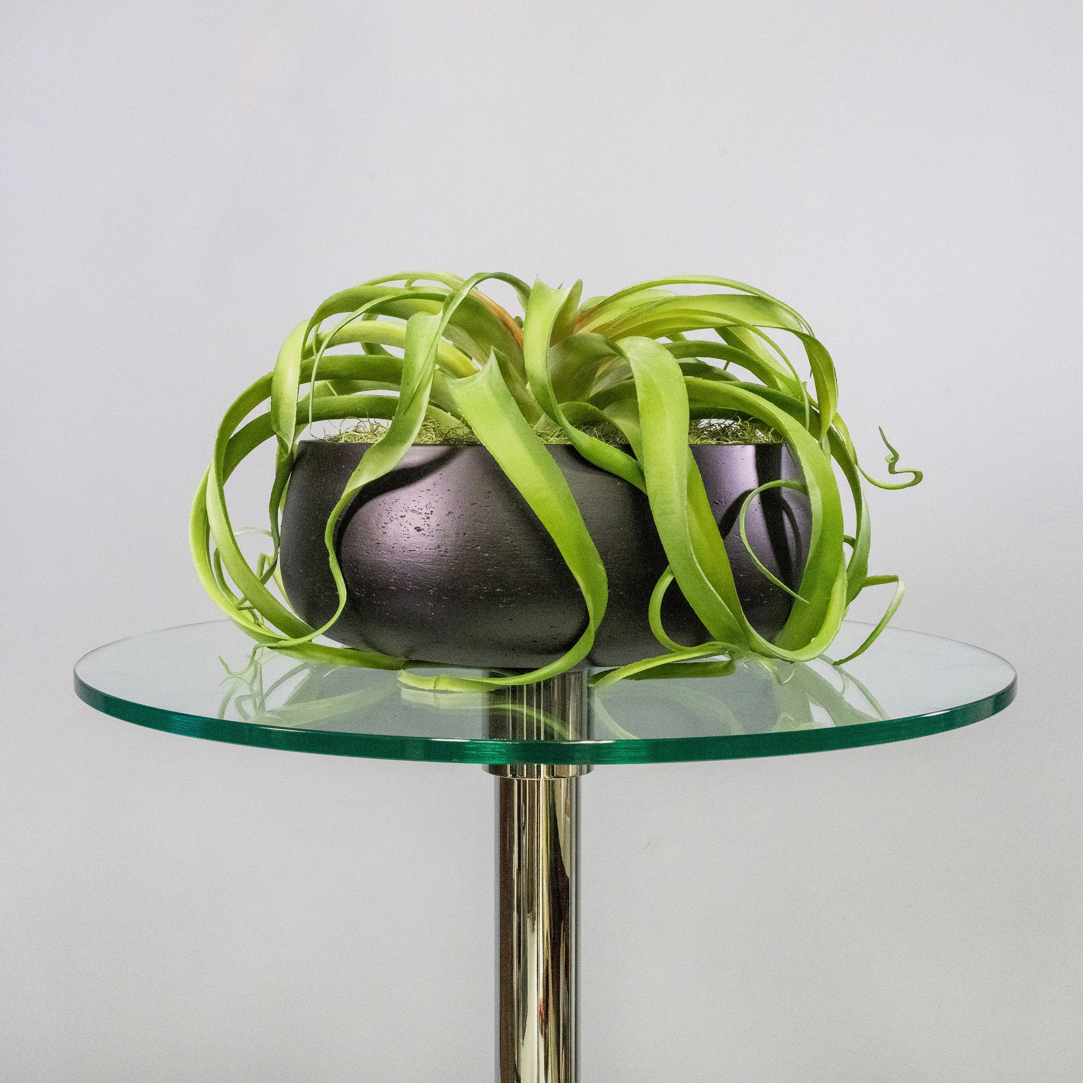 Green Tillandsia Air Grass Plant