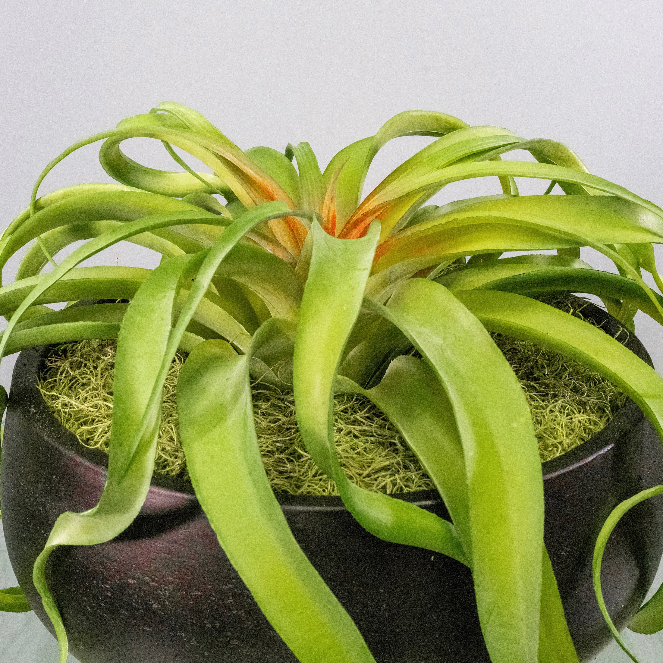Green Tillandsia Air Grass Plant