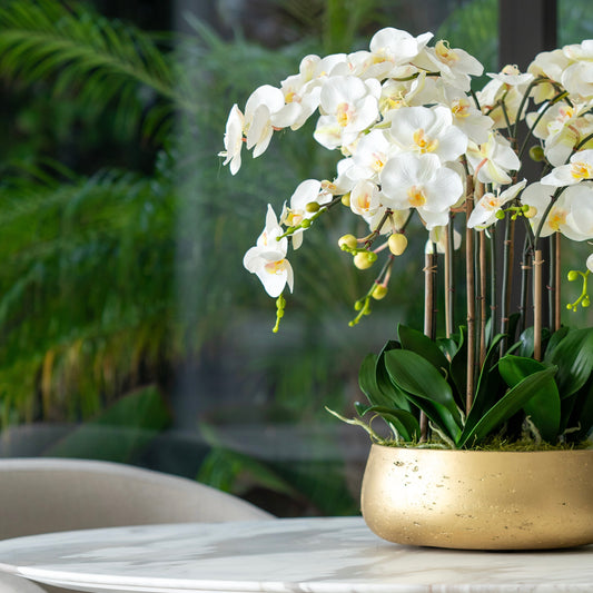 White Buds Orchid Arrangement