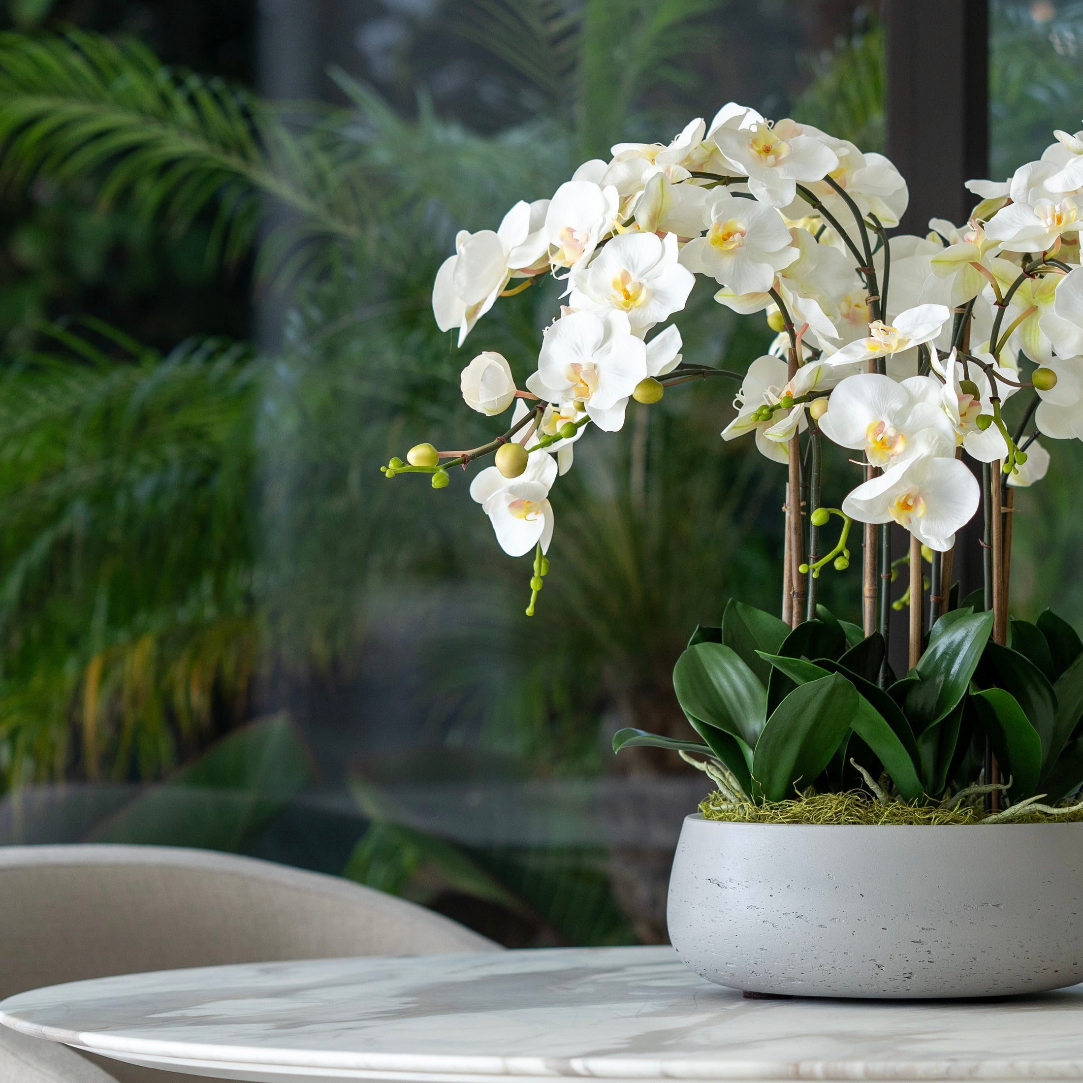 White Buds Orchid Arrangement