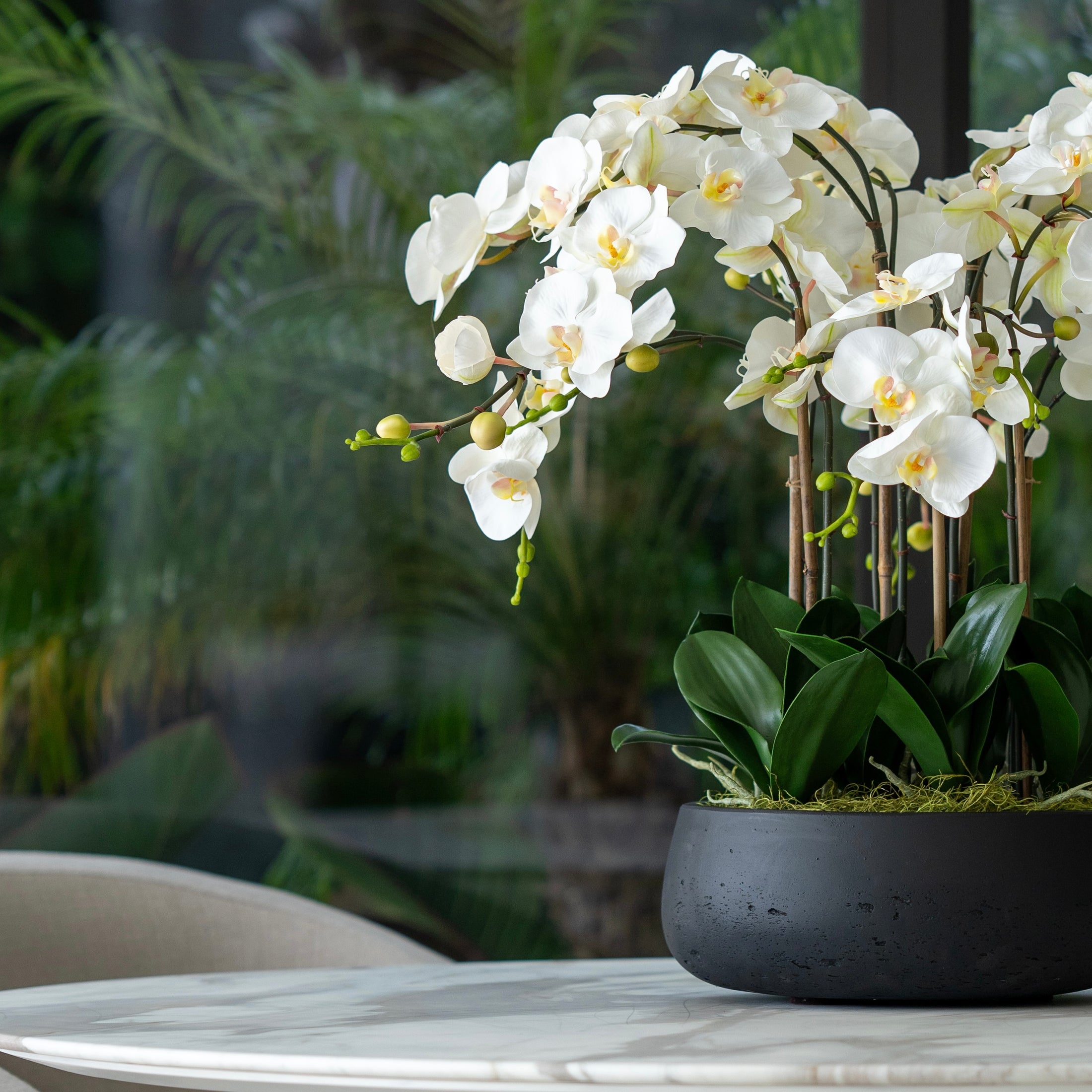 White Buds Orchid Arrangement