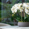 Load image into Gallery viewer, White Buds Orchid Arrangement
