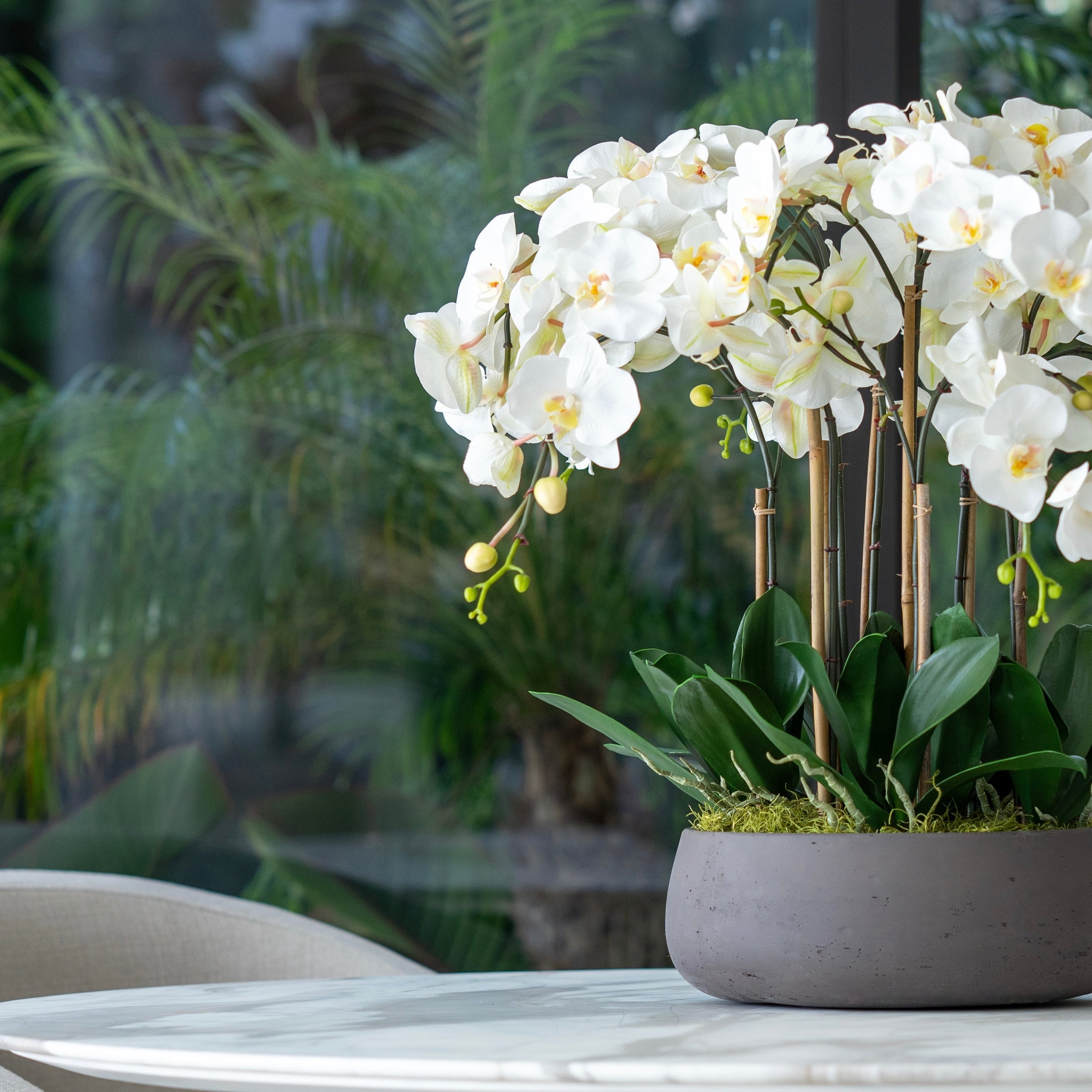 White Buds Orchid Arrangement