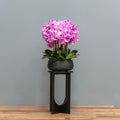 Lush Pink Orchid Arrangement