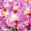 Lush Pink Orchid Arrangement